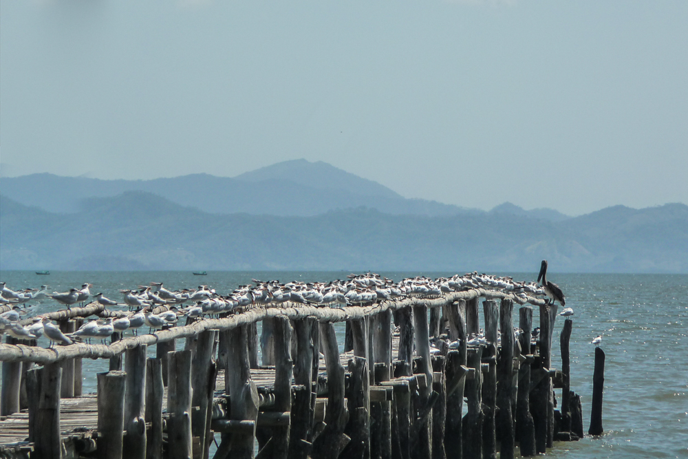 Days 8 to 9: Northern Pacific region - Gulf of Nicoya